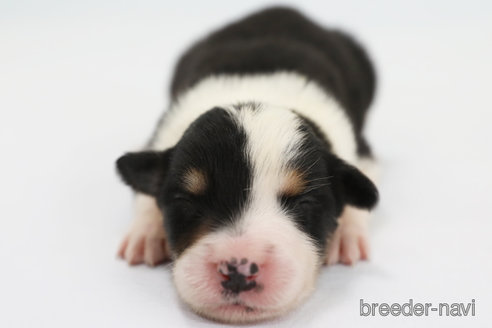 成約済の神奈川県のボーダーコリー-327376の3枚目